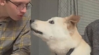 Bark in front of dogs and see how they react
