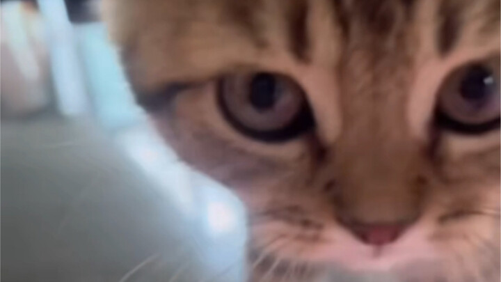 The cat instantly turns into a tractor～