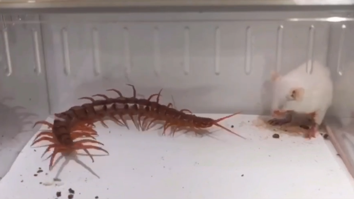 蜈蚣vs老鼠    （蜈蚣敢吃老鼠吗？！）