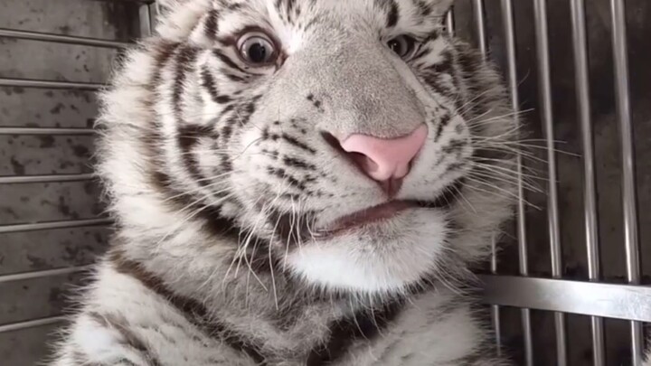 《我要吃小孩！》