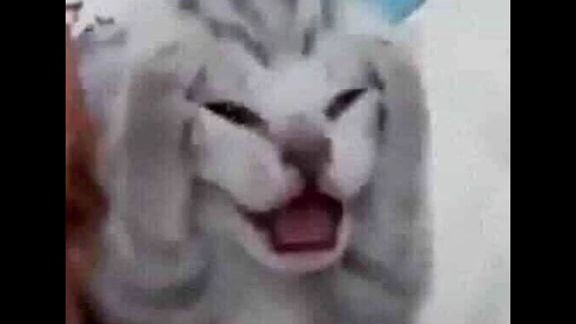 Gatau