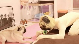 What will a pug do when it finds a version of itself five times larger at home? [Tofu Pasta]