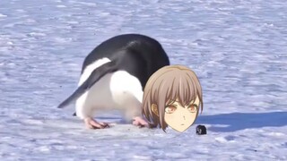 🐧捡石的mygo企鹅🐧