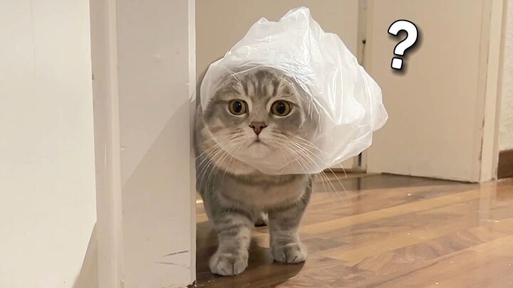 Đội mũ, nhưng hơi nhỏ một chút