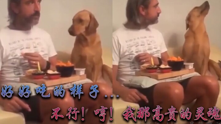 Golden Retriever: Today, even if I starve to death or die of hunger, I still won’t take a single bit