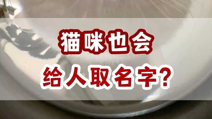 ที่แท้แมวก็ตั้งชื่อให้สัตว์สองขาได้เหมือนกัน!