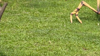 Who would have thought that Guangzhou Chimelong Safari Park actually…