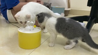 Mèo ALN có thích máy lọc nước không? _ Tiệm mèo Sen unbox máy lọc nước mới cho các bé