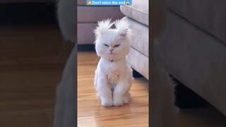 Funny animal videos😆 - World’s *FUNNIEST* Fails! (Try Not To Laugh)😆  #shorts #10millionviews