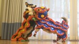 Two cute corgis are dancing lion dance