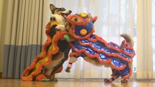 Tarian barongsai Corgi yang super imut