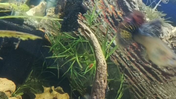 RDSS GUPPY