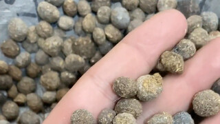 Do you recognize all these ingredients (Chinese medicinal materials)?