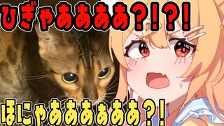 【P丸切片】主播的玉足 豪堪🤓
