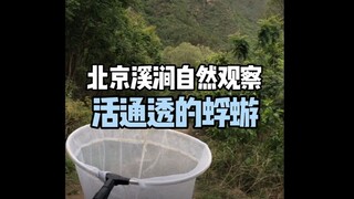 【北京溪涧自然观察】活通透的蜉蝣