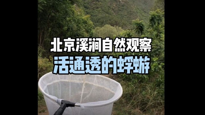 【北京溪涧自然观察】活通透的蜉蝣