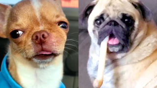 เฮฮา Derpy Dog วิดีโอสัตว์เลี้ยงตลก
