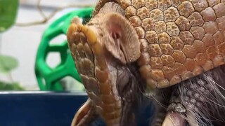 一起来看看那些神奇的动物！