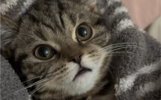 见过会唱致爱丽丝的小猫吗？