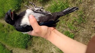 Seberapa gemuk burung murai yang baru lahir? Mereka dibenci petani karena jago makan!