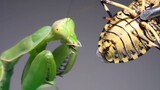 【Pet】Shield Bug VS Mantis
