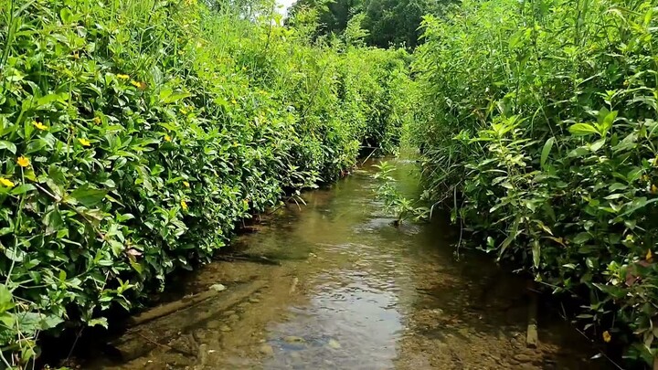 Aliran Sungai Kecil Air jernih banget❗Terbawa kita ke alam