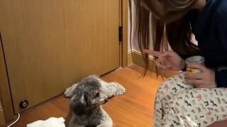 عندما اشترينا كلبًا لعبة