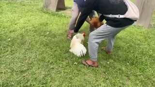 puro naka kargada