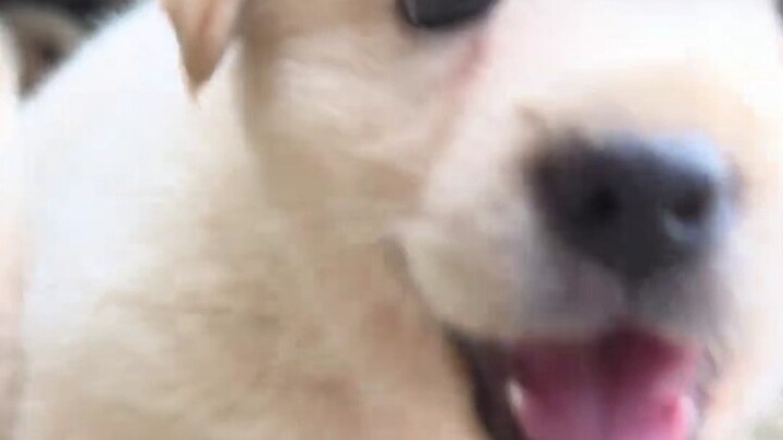 Dabai: Ada apa dengan eunuk yang mengangkat lima anak angkat untuk menemani hari tuanya!!