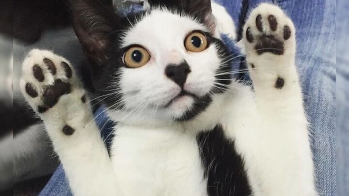 The strange cow cat has increased again