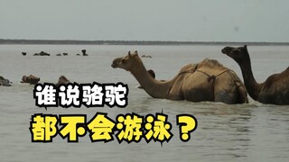 Hewan yang Tidak Bisa Berenang (Bagian 1)