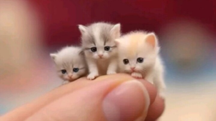 Apakah seluruh dunia akan menyukai kucing peliharaan kecil yang super imut dan tak terkalahkan?