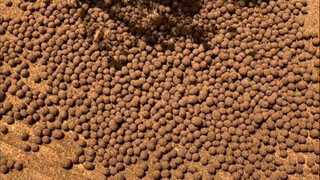 Thời nhỏ, Hầu Vương Đan thường được gọi là "Lịch Sử Chuột"