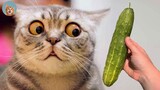Cat Vs Cucumber- Funny Pet Reaction Videos 2021 | MEOW
