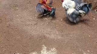 #Supetalvisgamefarm