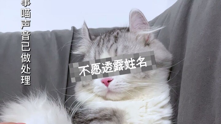 Mèo con lên “Minh Nhật Miêu Pháp” tố cáo những hành vi xấu xa của chủ nhân!