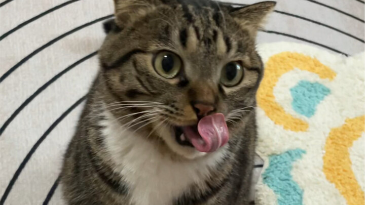 แมวน้อยถึงกับยอมอวดเสน่ห์เพื่อหาแพะรับบาป???