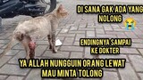 Allahu Akbar Kucing Jalanan Minta Tolong Orang-Orang Supaya Di Obati Sampai Kaya Gini Bikin Nangis.!