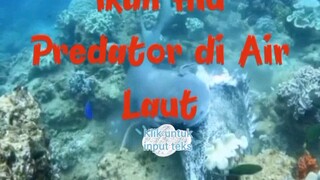 Ikan Hiu Predator Laut Lepas