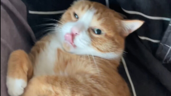 This cat is tempting me! It’s really tempting me!!