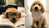 ลูกสุนัขโกลเด้นรีทรีฟเวอร์ที่ตลกและน่ารักที่สุด 2022 - วิดีโอโกลเด้นรีทรีฟเวอร์ที่สนุกที่สุด