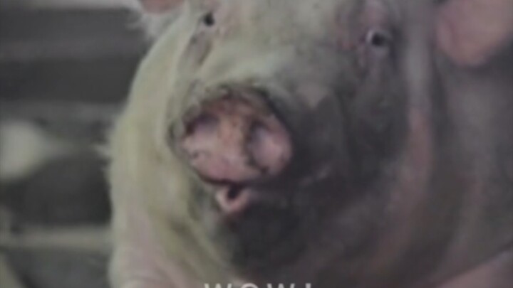 Even Raising Pigs Can Be Utterly Elegant