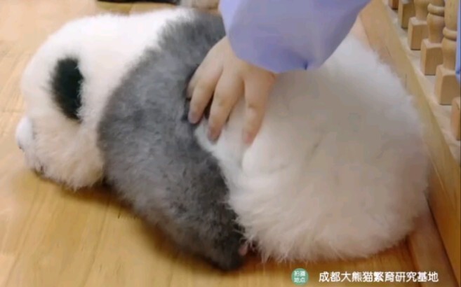 【تشنغ لانغ】 الباندا سائل أيضًا!