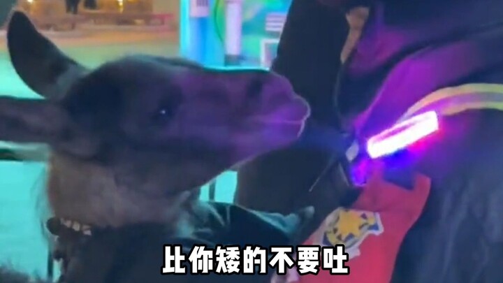 Harbin’s animals exhibit double standards, showing no small amount of disdain toward locals.