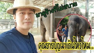มาช่วยดูช้างที่ไม่ค่อยสบาย