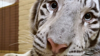 🦓沉浸式舔爪爪