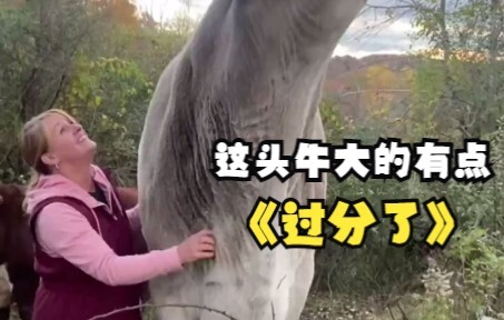 วัวตัวนี้คุณโตเกินไปหน่อยนะ!