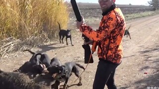 关于消灭野猪，还是这样做过瘾