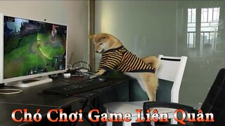 Thú Cưng TV | Dương KC Pets | Ken Trẻ Trâu Bướng Bỉnh #2 | chó Shiba vui nhộn | funny cute smart dog