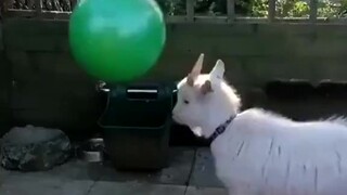 可爱小羊带你消除一天的烦恼